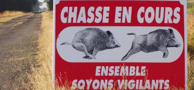Chasse aux sangliers