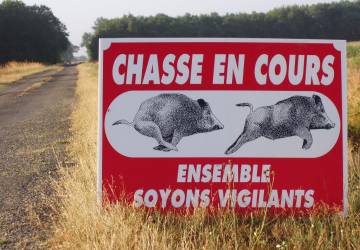 Chasse aux sangliers