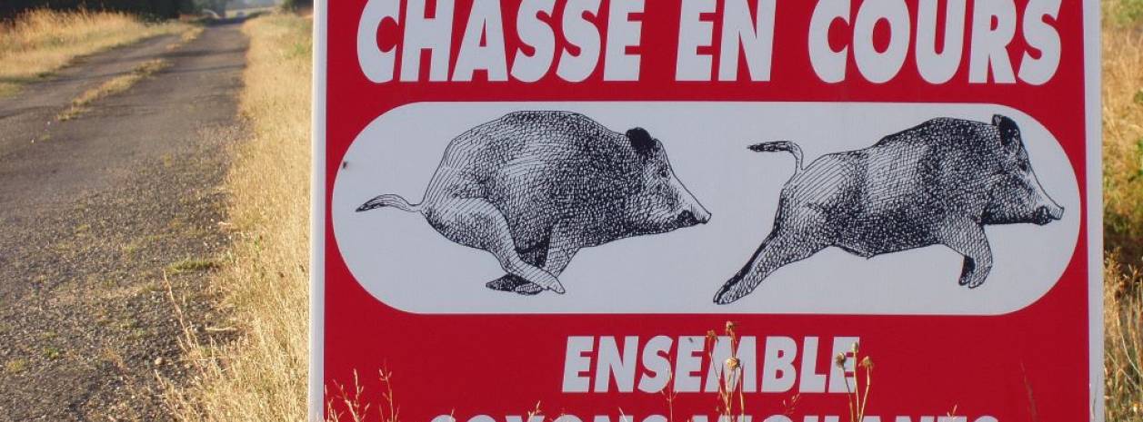 Chasse aux sangliers