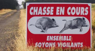 Chasse aux sangliers